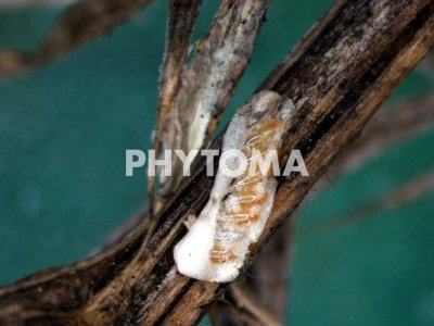 Phylaenus spumarius 